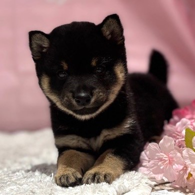 福岡県の豆柴 (犬の家＆猫の里トリアス久山店/2026年3月2日生まれ/男の子/黒)の子犬の3枚目の画像