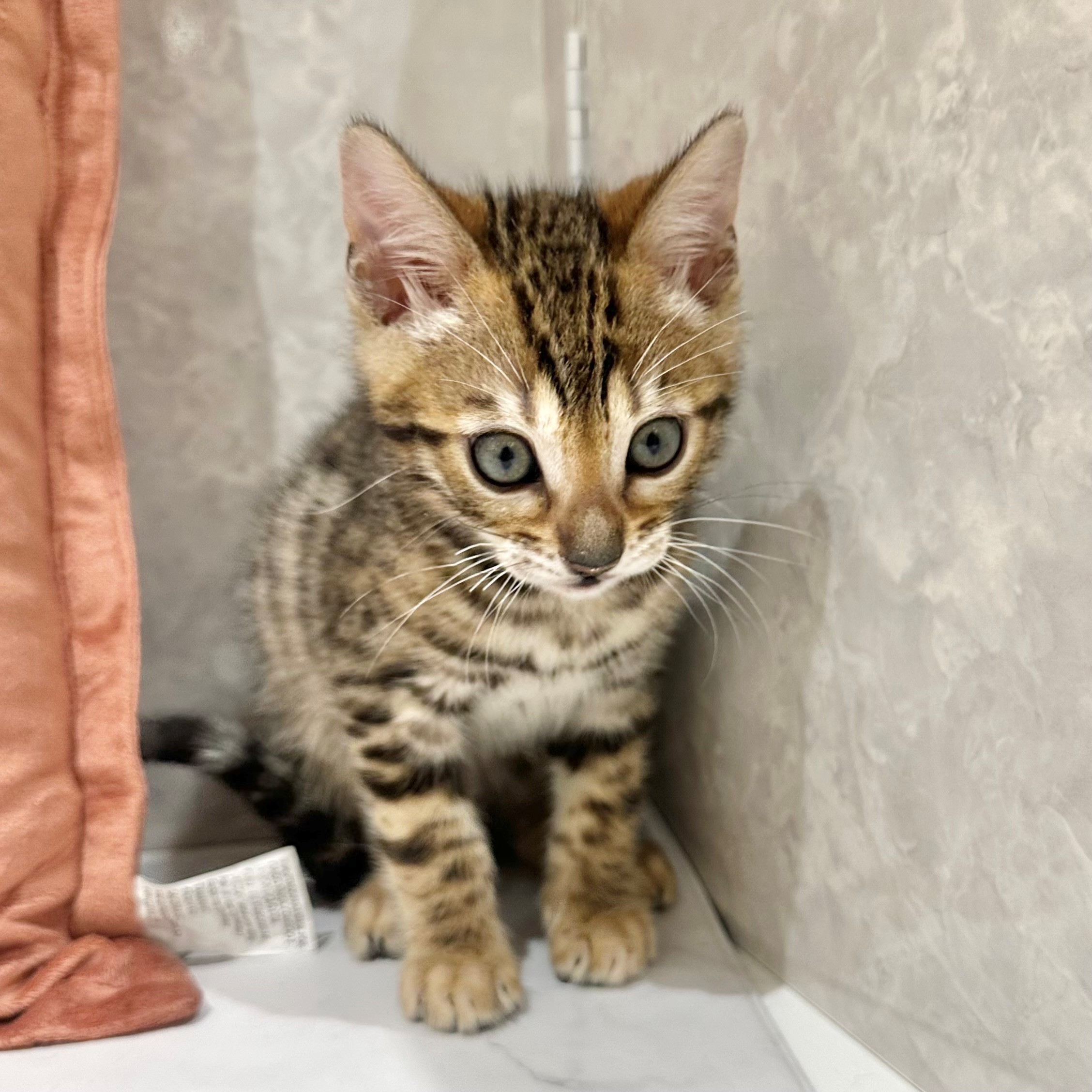 福岡県のベンガル (犬の家＆猫の里くりえいと宗像店/2026年2月28日生まれ/男の子/ブラウンスポットタビー)の子猫の3枚目の画像