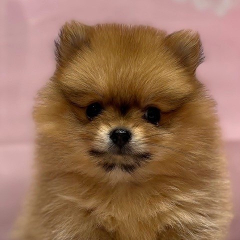 福岡県のポメラニアン (犬の家＆猫の里トリアス久山店/2026年3月2日生まれ/女の子/オレンジ)の子犬の1枚目の画像