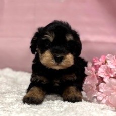 福岡県のシュナプー(シュナウザー×プードル) (犬の家＆猫の里トリアス久山店/2026年3月3日生まれ/男の子/ブラックタン)の子犬の3枚目の画像