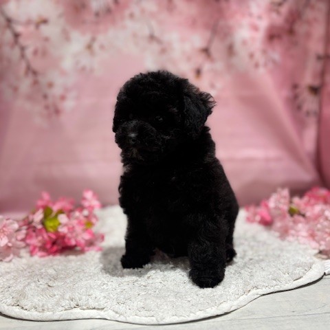 福岡県のトイプードル(トイ) (犬の家＆猫の里トリアス久山店/2026年3月2日生まれ/男の子/ブラック)の子犬の3枚目の画像