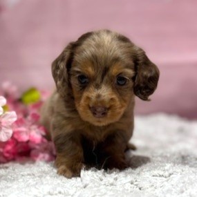 福岡県のミニチュアダックスフンド(ロング) (犬の家＆猫の里トリアス久山店/2026年3月2日生まれ/女の子/チョコレートダップル)の子犬の3枚目の画像