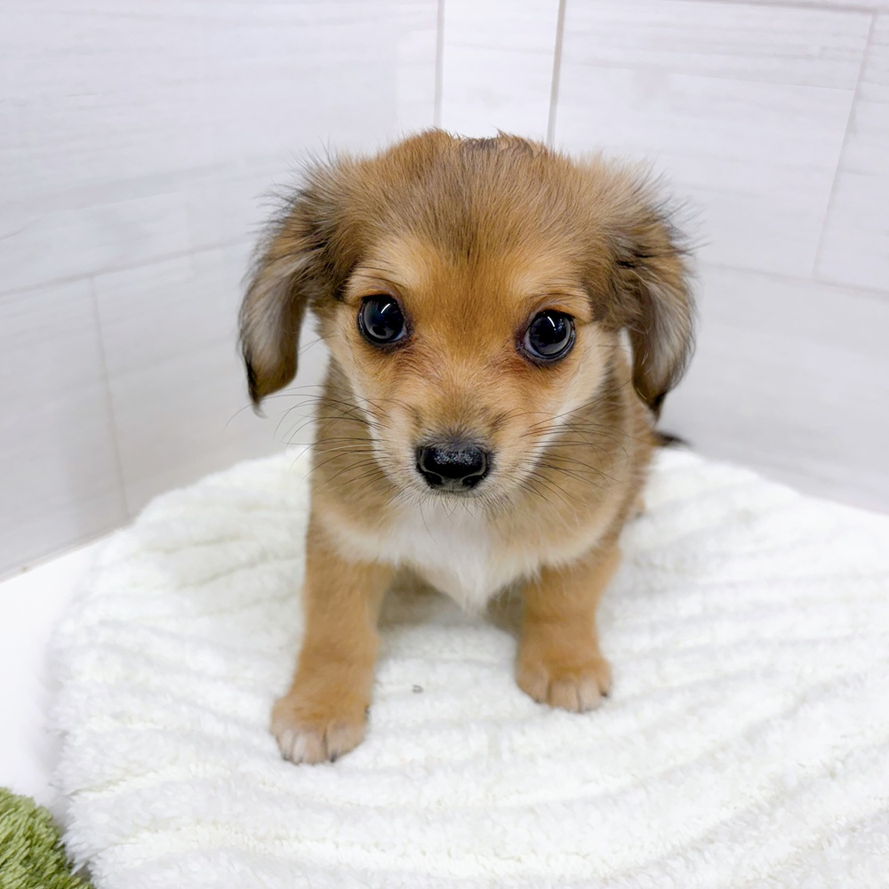 石川県のチワックス(チワワ×ダックス) (犬の家＆猫の里アミーゴ金沢おこばた店/2026年3月2日生まれ/男の子/レッド)の子犬の3枚目の画像