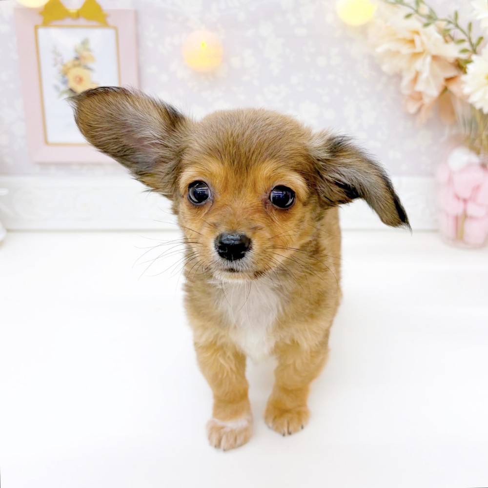 富山県のチワックス(チワワ×ダックス) (犬の家＆猫の里富山店/2026年3月2日生まれ/男の子/レッド)の子犬の3枚目の画像