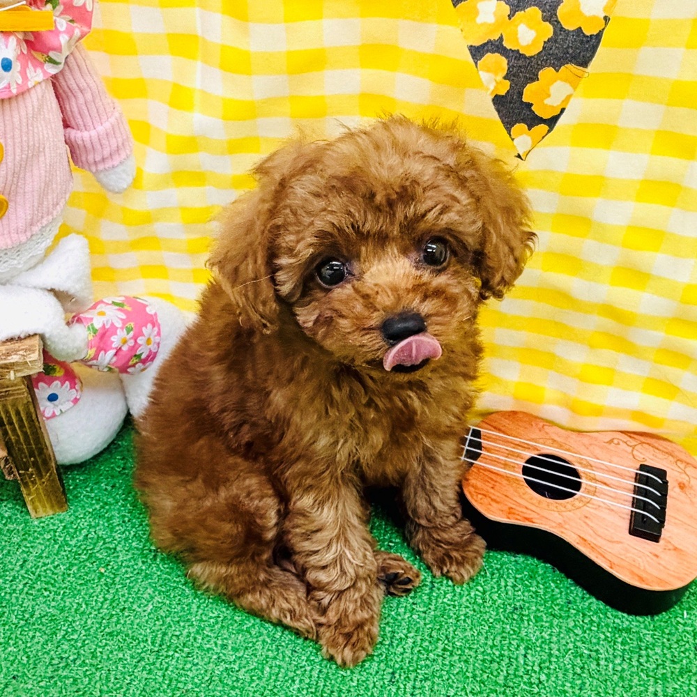 愛知県のトイプードル(トイ) (犬の家＆猫の里名古屋天白店/2026年3月3日生まれ/女の子/レッドフォーン)の子犬の3枚目の画像