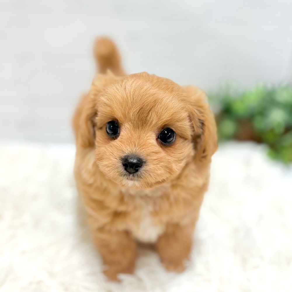 ハーフ犬男の子の写真