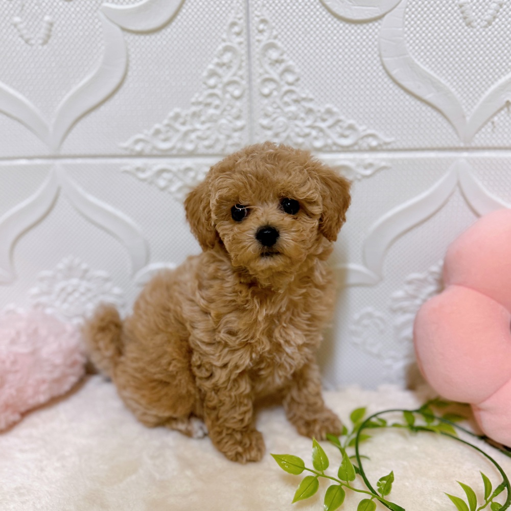 愛知県のビションプー(ビションフリーゼ×プードル) (犬の家＆猫の里岡崎店/2026年3月1日生まれ/女の子/クリーム)の子犬の1枚目の画像