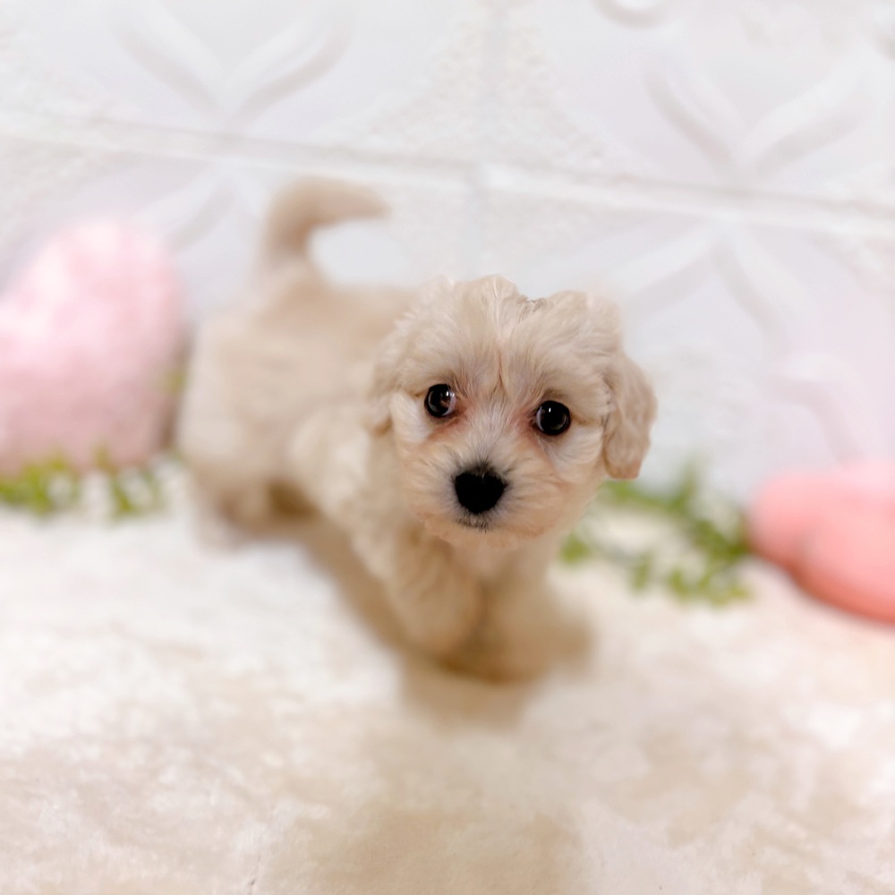 愛知県のマルックス(マルチーズ×ダックス) (犬の家＆猫の里岡崎店/2026年3月3日生まれ/男の子/クリームホワイト)の子犬の3枚目の画像