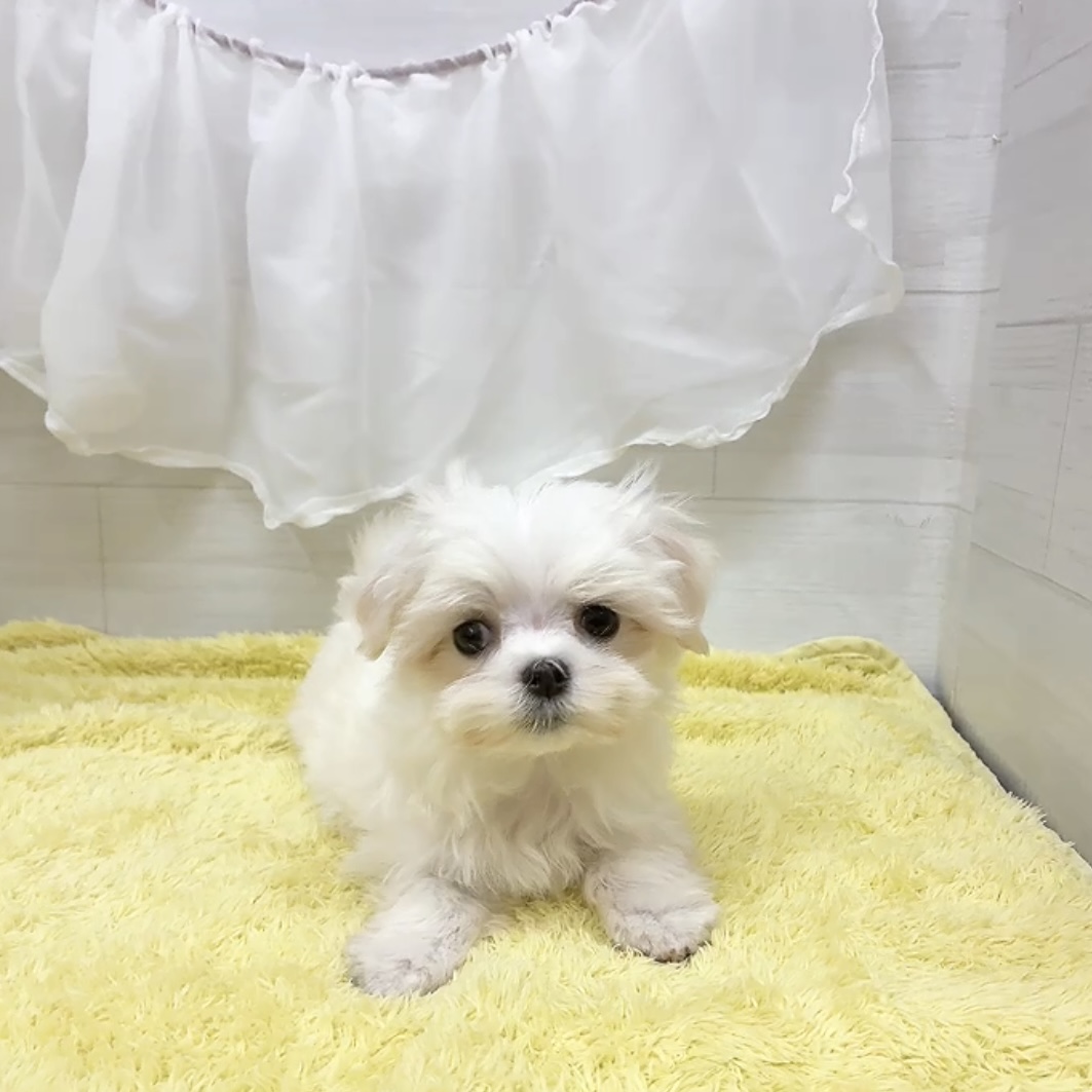 愛知県のマルチーズ (犬の家＆猫の里碧南店/2026年3月1日生まれ/女の子/ホワイト)の子犬の3枚目の画像