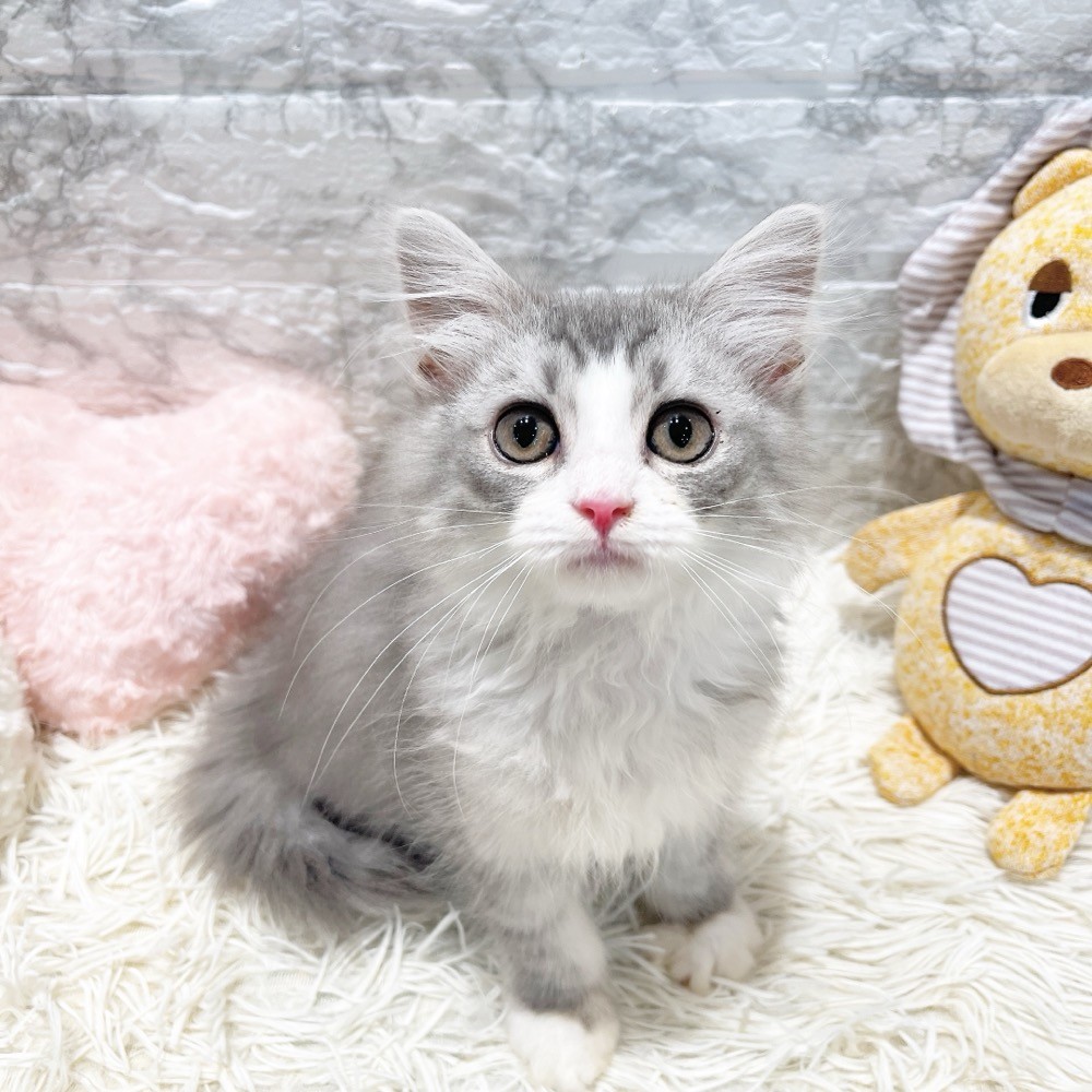 愛知県のサイベリアン (犬の家＆猫の里MiO香久山店/2026年2月28日生まれ/男の子/シルバータビーホワイト)の子猫の3枚目の画像