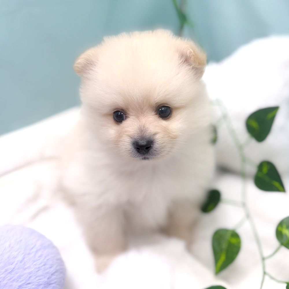 愛知県のポメチワ/チワポメ/ポメチー(ポメラニアン×チワワ) (犬の家＆猫の里愛知刈谷店/2026年3月3日生まれ/男の子/クリーム)の子犬の3枚目の画像
