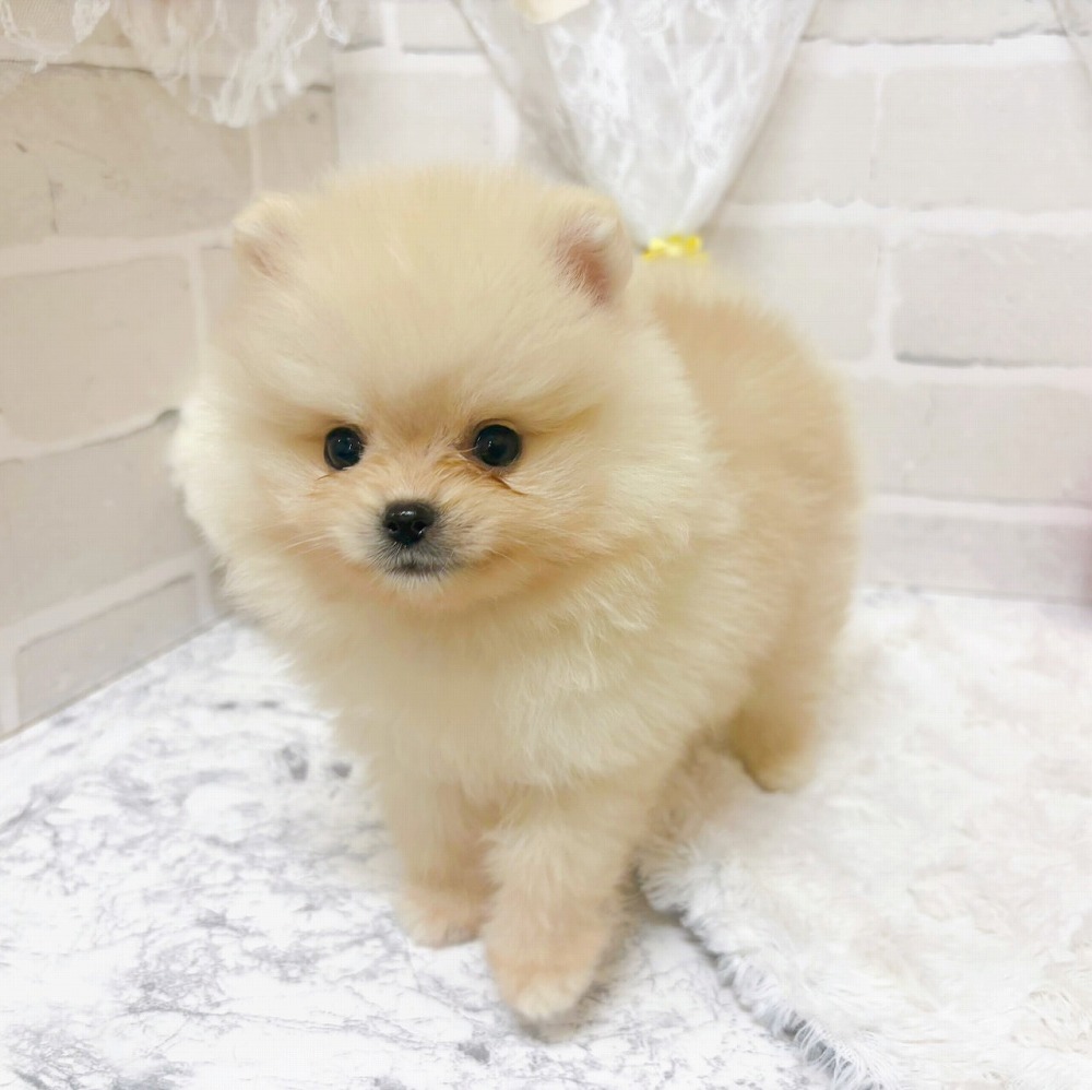 京都府のポメラニアン (犬の家＆猫の里京都精華店/2026年3月5日生まれ/男の子/クリーム)の子犬の3枚目の画像