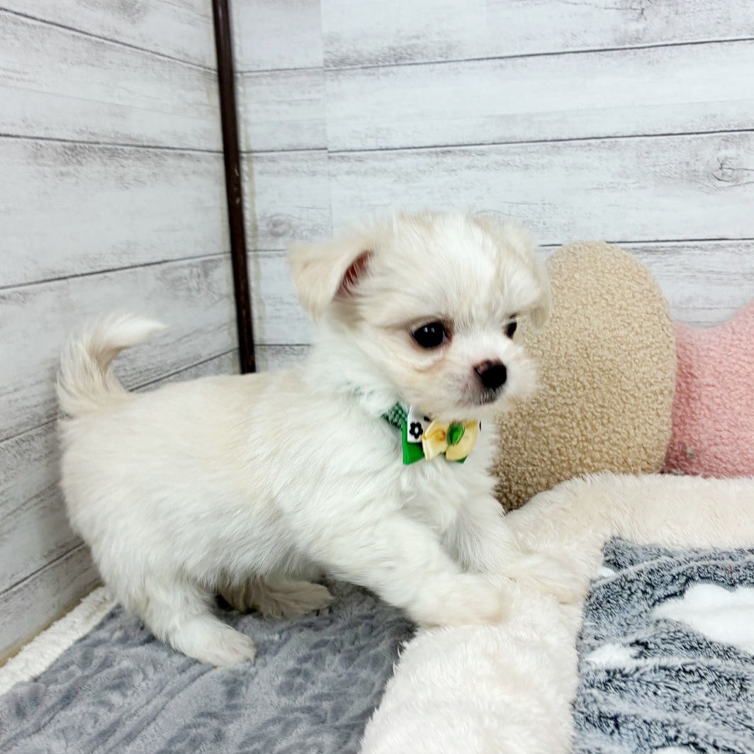 兵庫県のチワマル/マルチワ(チワワ×マルチーズ) (犬の家＆猫の里川西店/2026年3月2日生まれ/男の子/ホワイトクリーム)の子犬の3枚目の画像