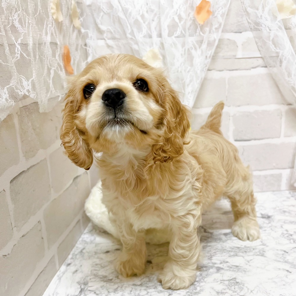 京都府のアメリカンコッカースパニエル (犬の家＆猫の里京都精華店/2026年3月5日生まれ/男の子/バフ)の子犬の3枚目の画像