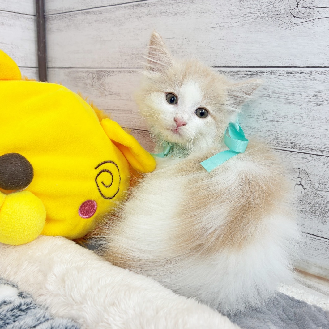 兵庫県のノルウェージャンフォレストキャット (犬の家＆猫の里川西店/2026年3月5日生まれ/女の子/クリームタビーホワイト)の子猫の3枚目の画像