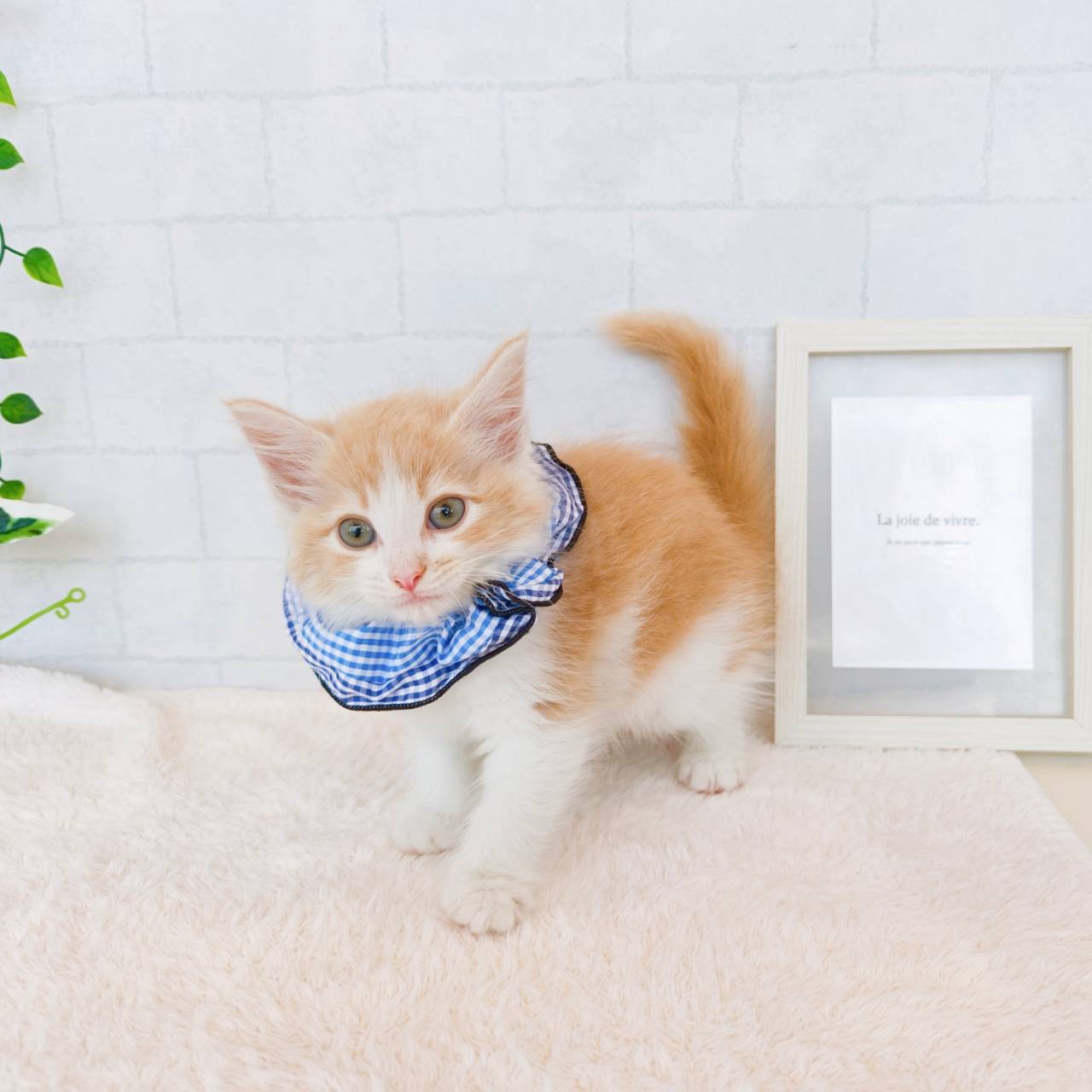 石川県のノルウェージャンフォレストキャット (犬の家＆猫の里金沢店/2026年3月4日生まれ/男の子/クリームタビーホワイト)の子猫の3枚目の画像
