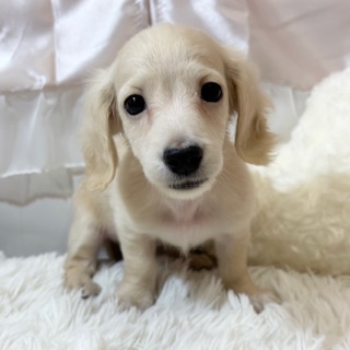 兵庫県のミニチュアダックスフンド(ロング) (犬の家＆猫の里カナート西神戸店/2026年2月28日生まれ/女の子/イエロー)の子犬の3枚目の画像