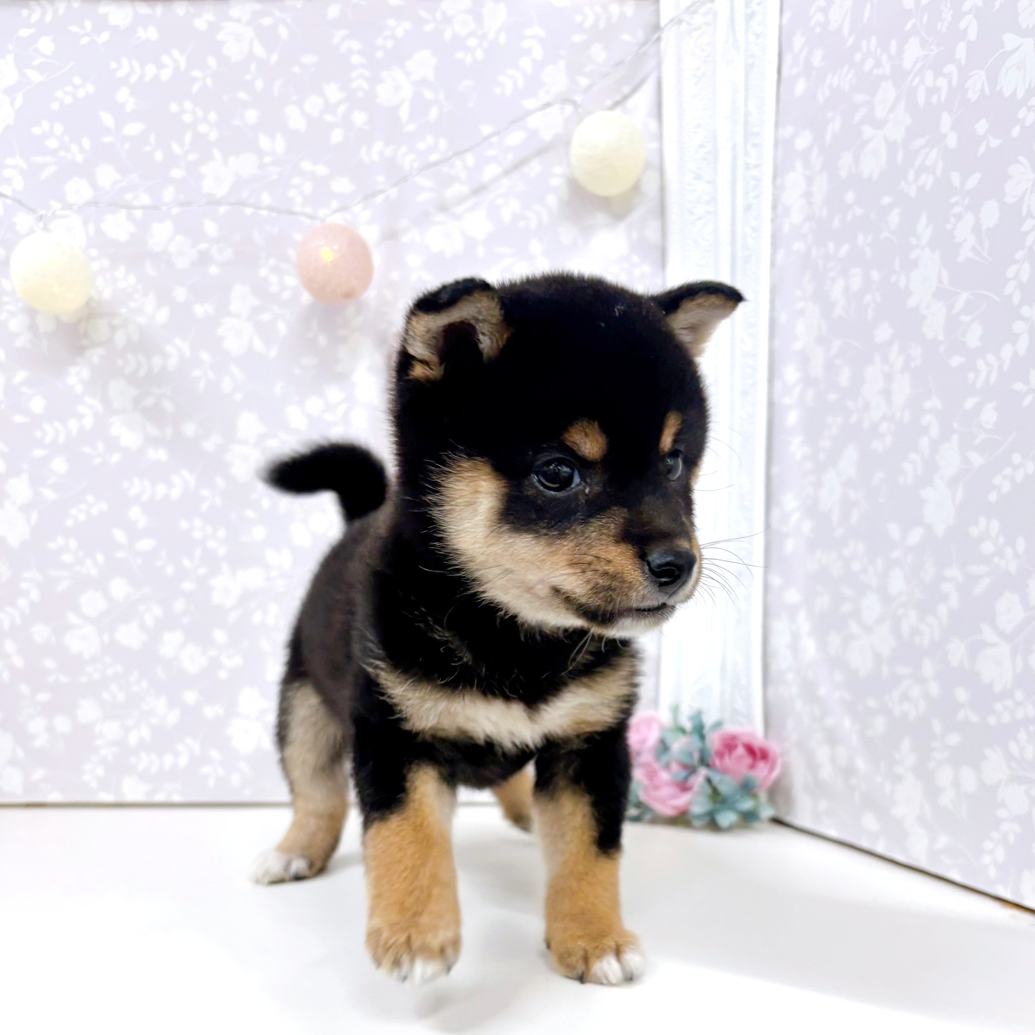 富山県の豆柴 (犬の家＆猫の里アミーゴ高岡蓮花寺店/2026年3月5日生まれ/男の子/黒)の子犬の3枚目の画像