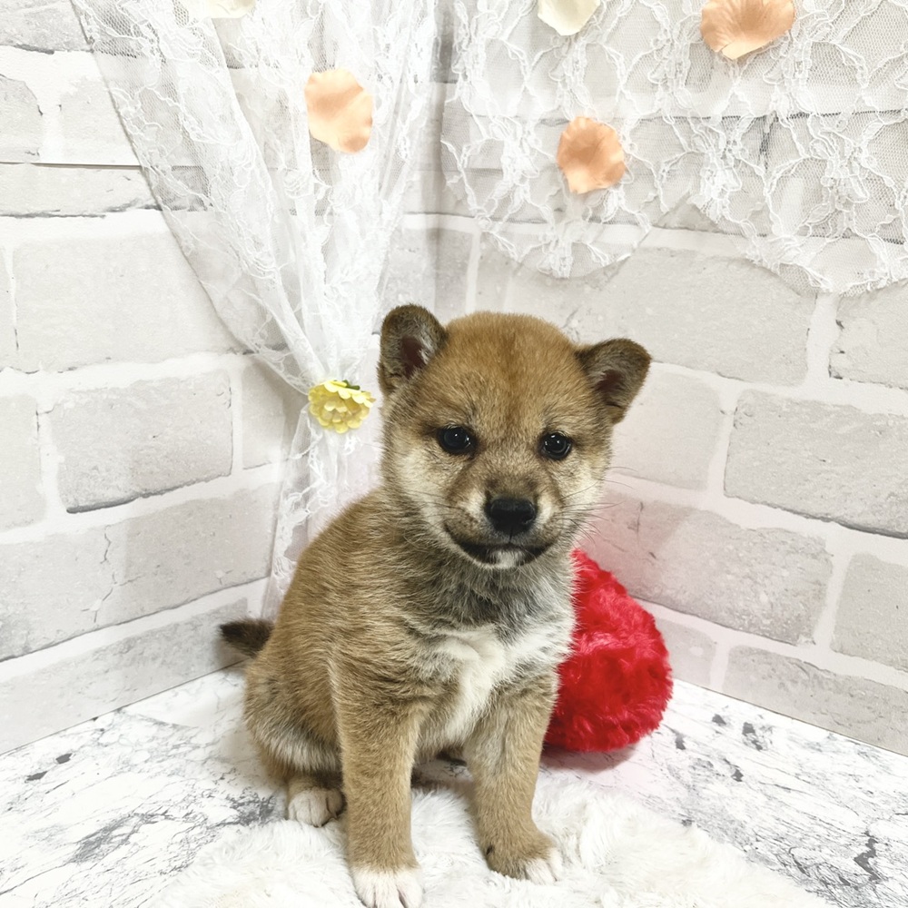 京都府の柴犬(標準サイズ) (犬の家＆猫の里京都精華店/2026年3月5日生まれ/女の子/赤)の子犬の3枚目の画像