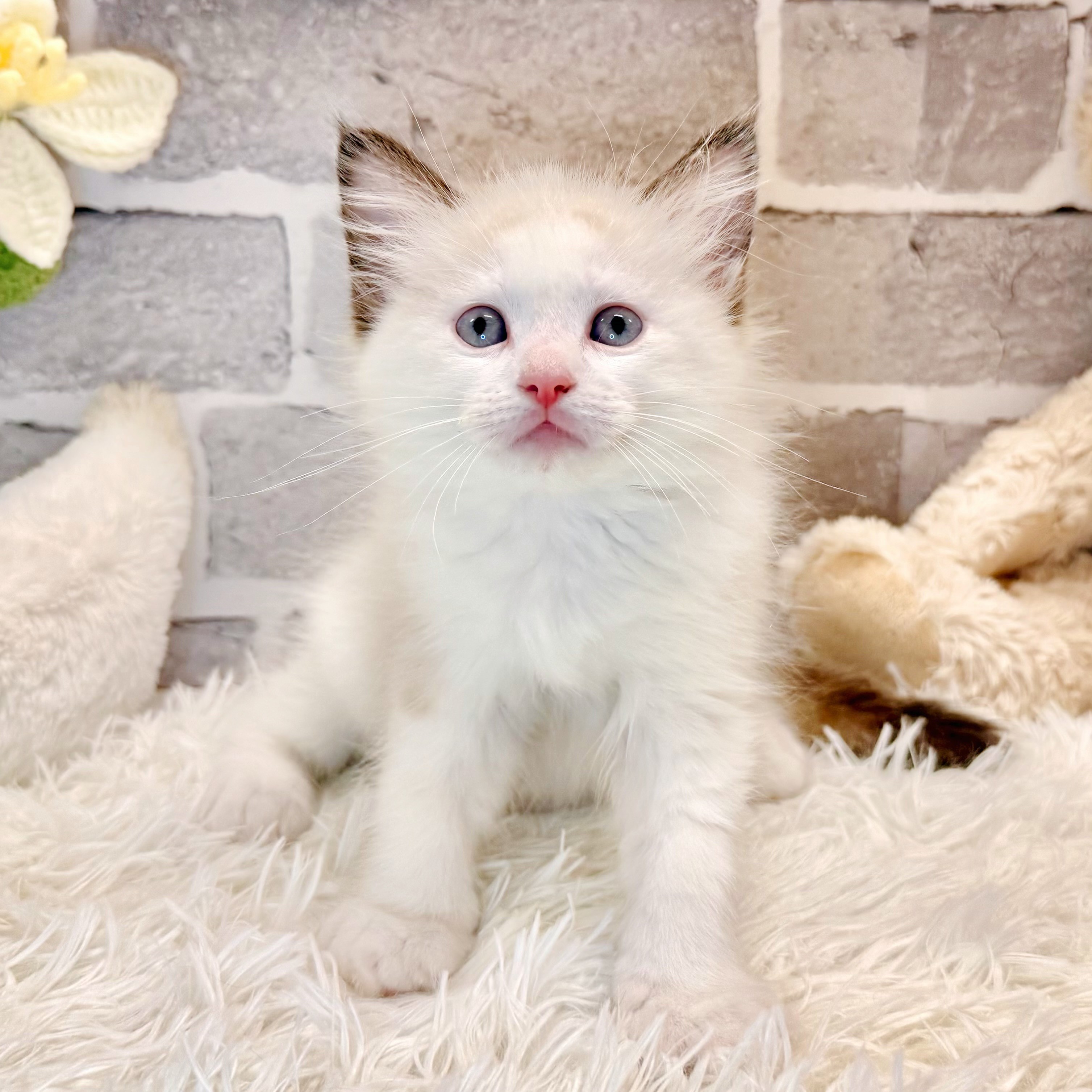 兵庫県のラグドール (犬の家＆猫の里神戸店/2026年3月2日生まれ/女の子/シールポイントバイカラー)の子猫の3枚目の画像