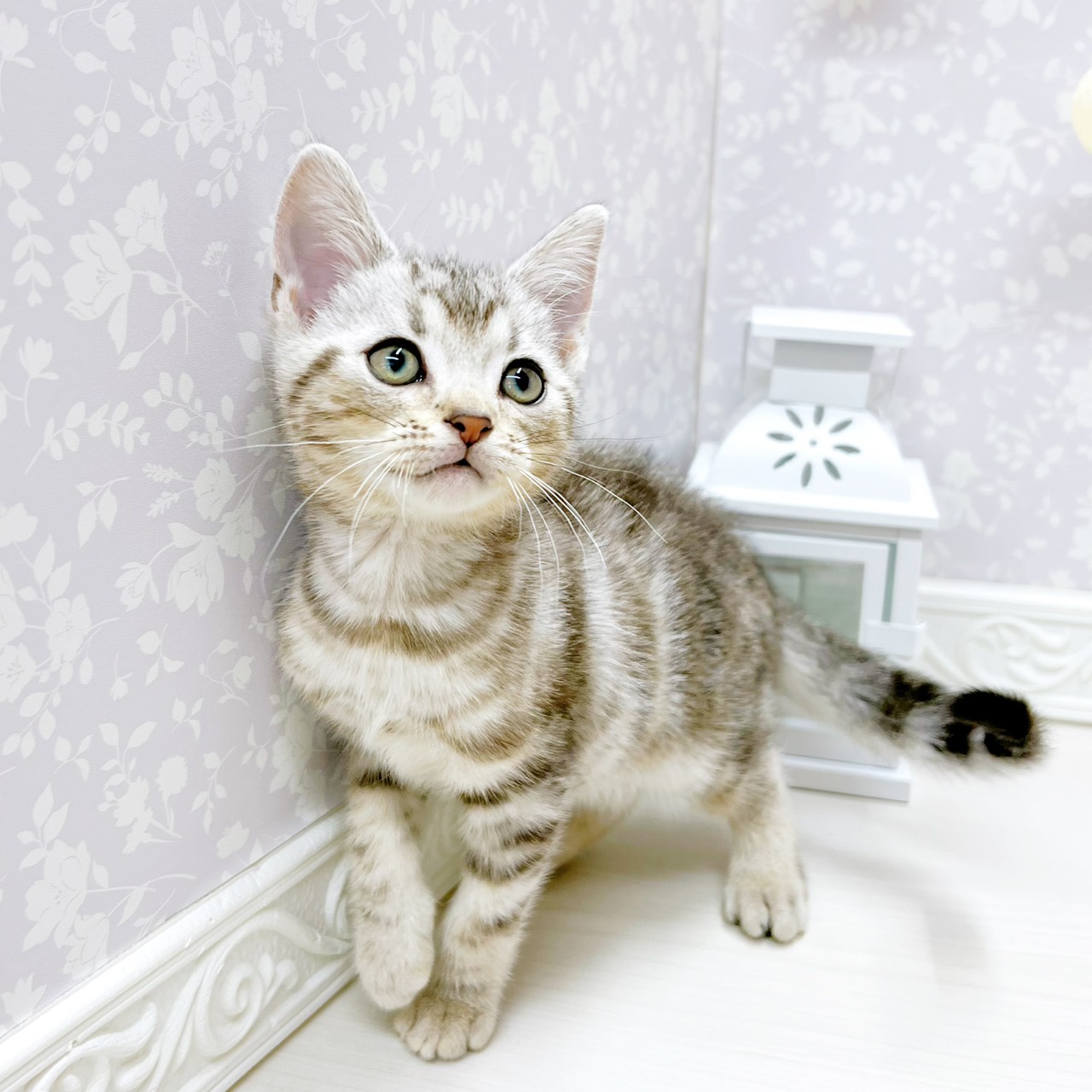 富山県のアメリカンショートヘアー (犬の家＆猫の里アミーゴ山室店/2026年2月26日生まれ/男の子/シルバータビー)の子猫の3枚目の画像