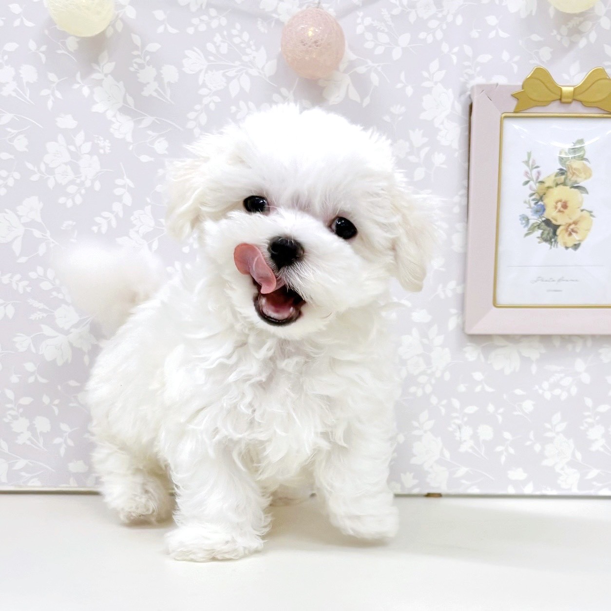 富山県のマルチーズ (犬の家＆猫の里アミーゴ高岡蓮花寺店/2026年3月5日生まれ/男の子/ホワイト)の子犬の3枚目の画像