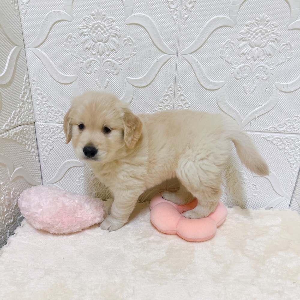 愛知県のゴールデンレトリバー (犬の家＆猫の里岡崎店/2026年3月6日生まれ/男の子/ゴールデン)の子犬の3枚目の画像