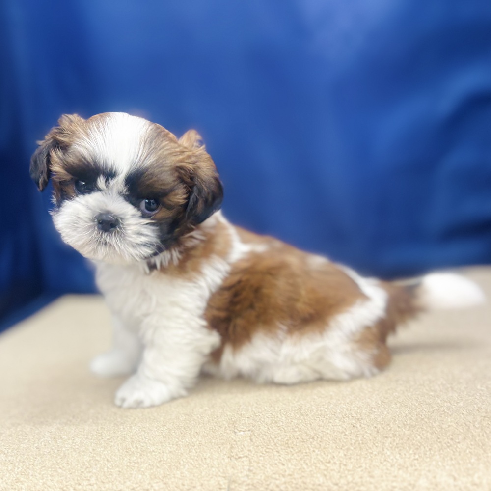 岐阜県のシーズー (犬の家＆猫の里中津川店/2026年3月6日生まれ/男の子/ゴールドホワイト)の子犬の3枚目の画像