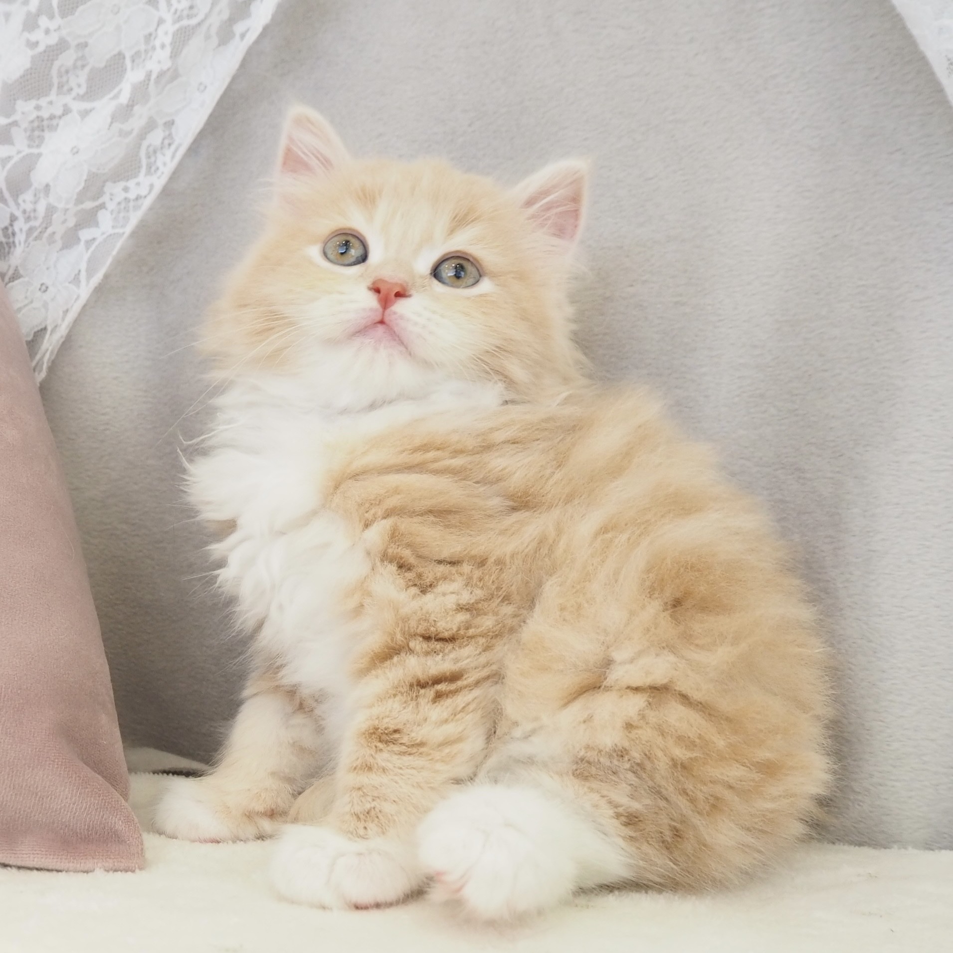 大阪府のサイベリアン (犬の家＆猫の里もりのみやキューズモールBASE店/2026年3月3日生まれ/男の子/クリームタビーホワイト)の子猫の3枚目の画像