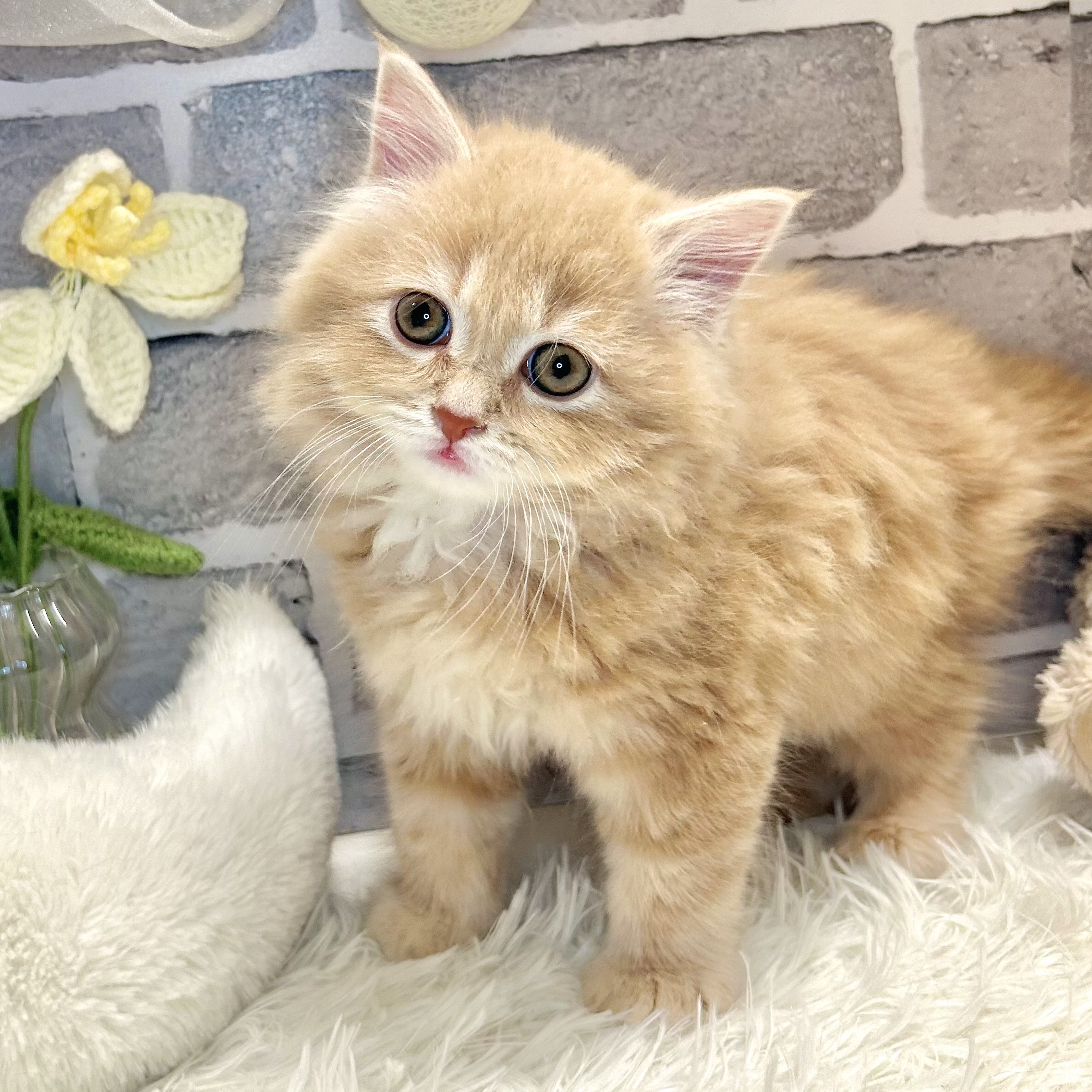 兵庫県のサイベリアン (犬の家＆猫の里神戸店/2026年3月3日生まれ/男の子/クリームタビー)の子猫の1枚目の画像