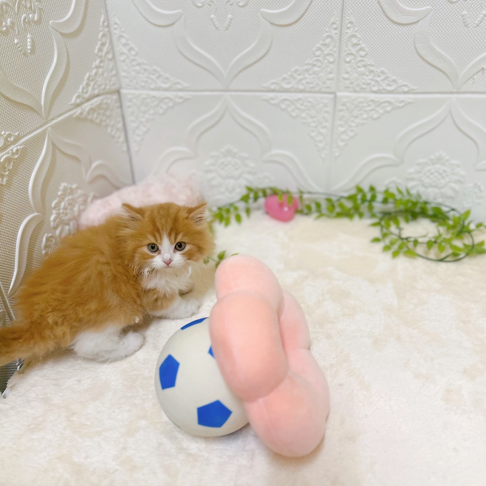 愛知県のスコティッシュフォールド (犬の家＆猫の里岡崎店/2026年3月4日生まれ/女の子/レッドタビーホワイト)の子猫の3枚目の画像
