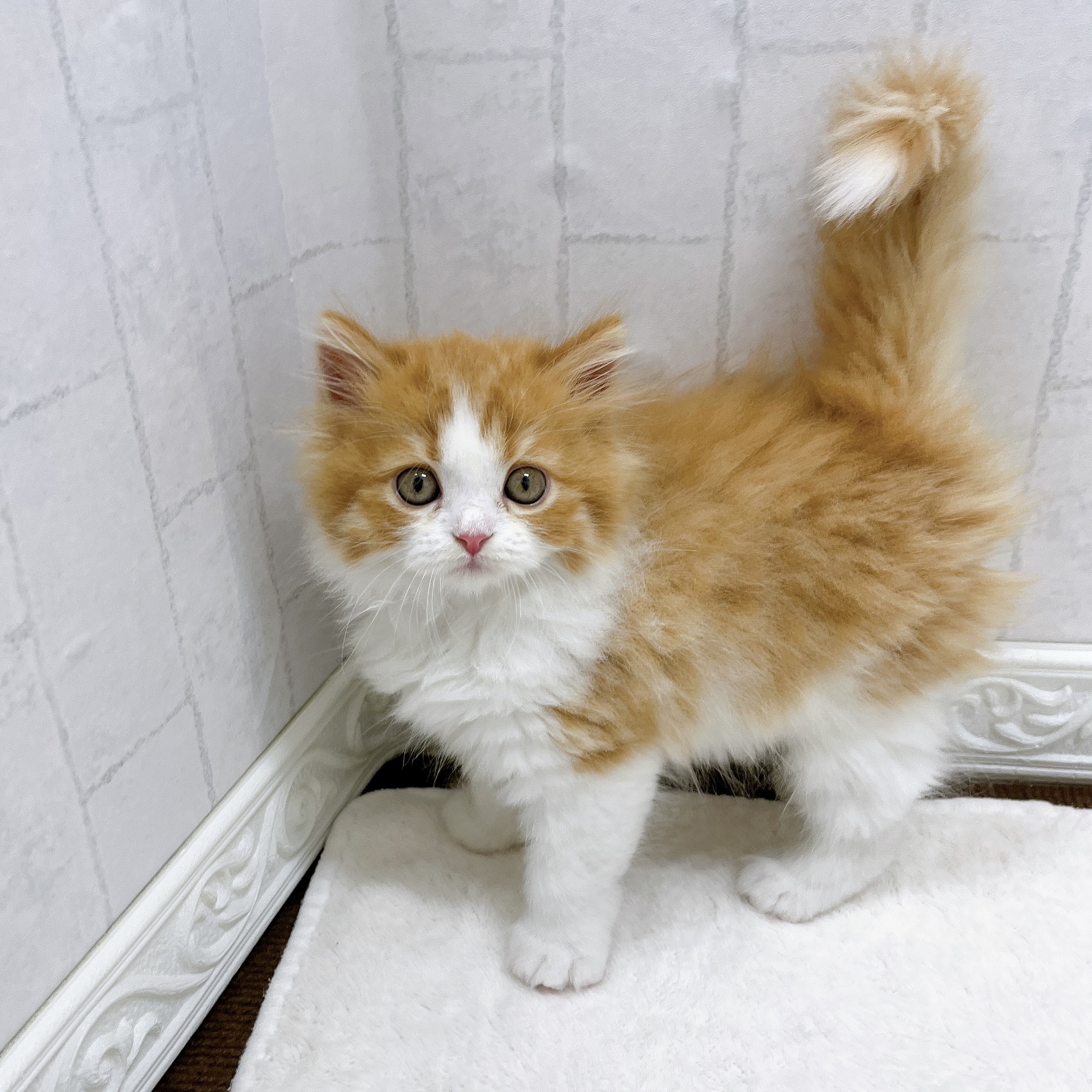 石川県のスコティッシュフォールド (犬の家＆猫の里アミーゴ金沢有松店/2026年3月4日生まれ/男の子/レッドタビーホワイト)の子猫の3枚目の画像