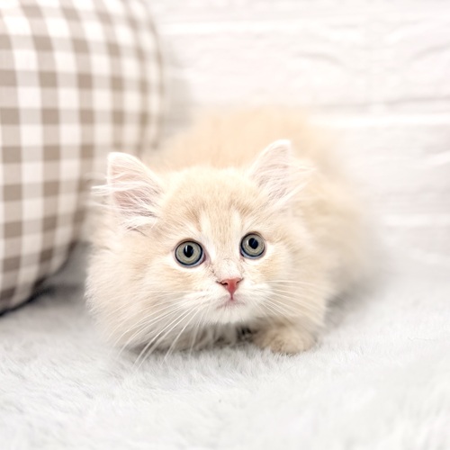 愛知県のミヌエット (犬の家＆猫の里豊川インター店/2026年2月24日生まれ/男の子/クリームタビー)の子猫の3枚目の画像