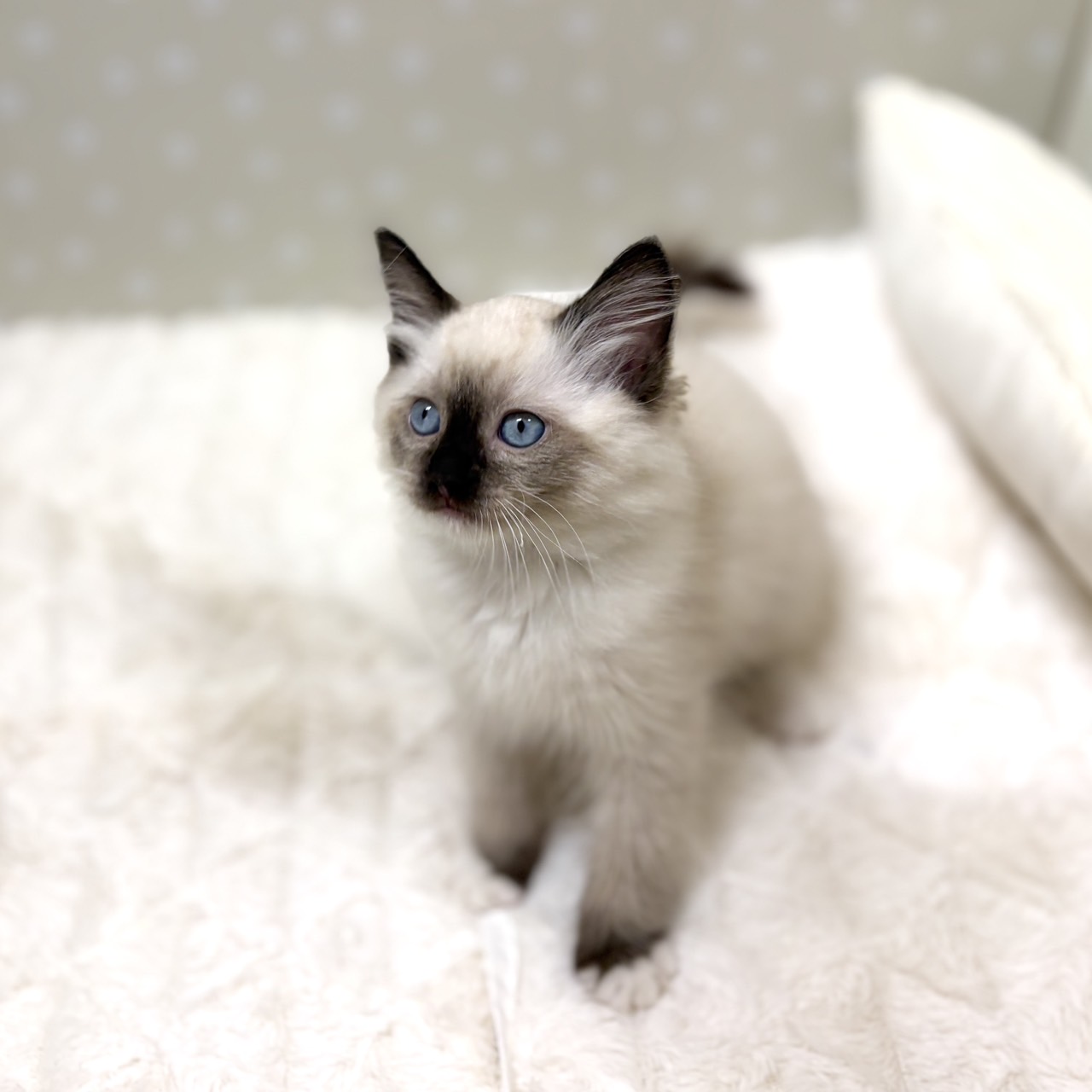 愛知県のラグドール (犬の家＆猫の里安城店/2026年3月7日生まれ/女の子/シールポイントミテッド)の子猫の3枚目の画像