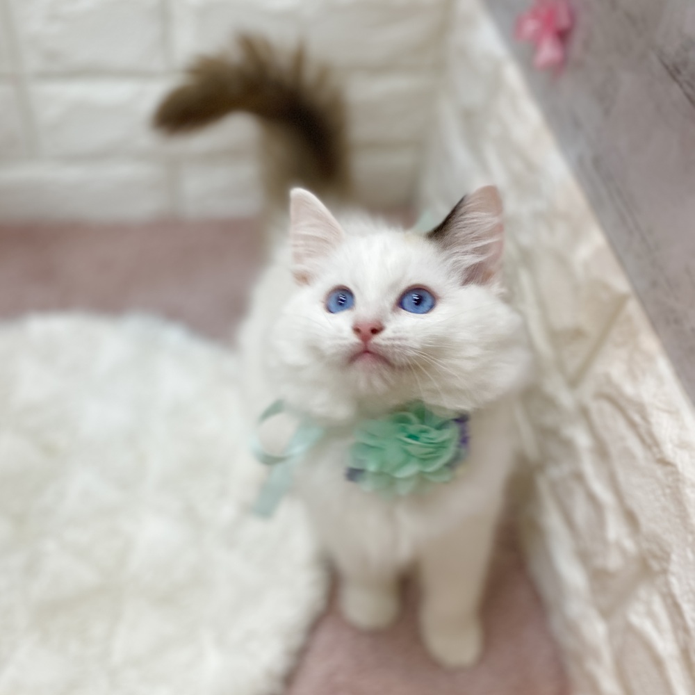 静岡県のラグドール (犬の家＆猫の里プレ葉ウォーク浜北店/2026年3月7日生まれ/女の子/シールポイントバイカラー)の子猫の3枚目の画像