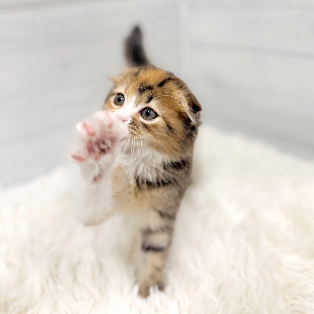 愛知県のスコティッシュフォールド (犬の家＆猫の里豊田店/2026年3月5日生まれ/女の子/ブラウンパッチドタビーホワイト)の子猫の3枚目の画像