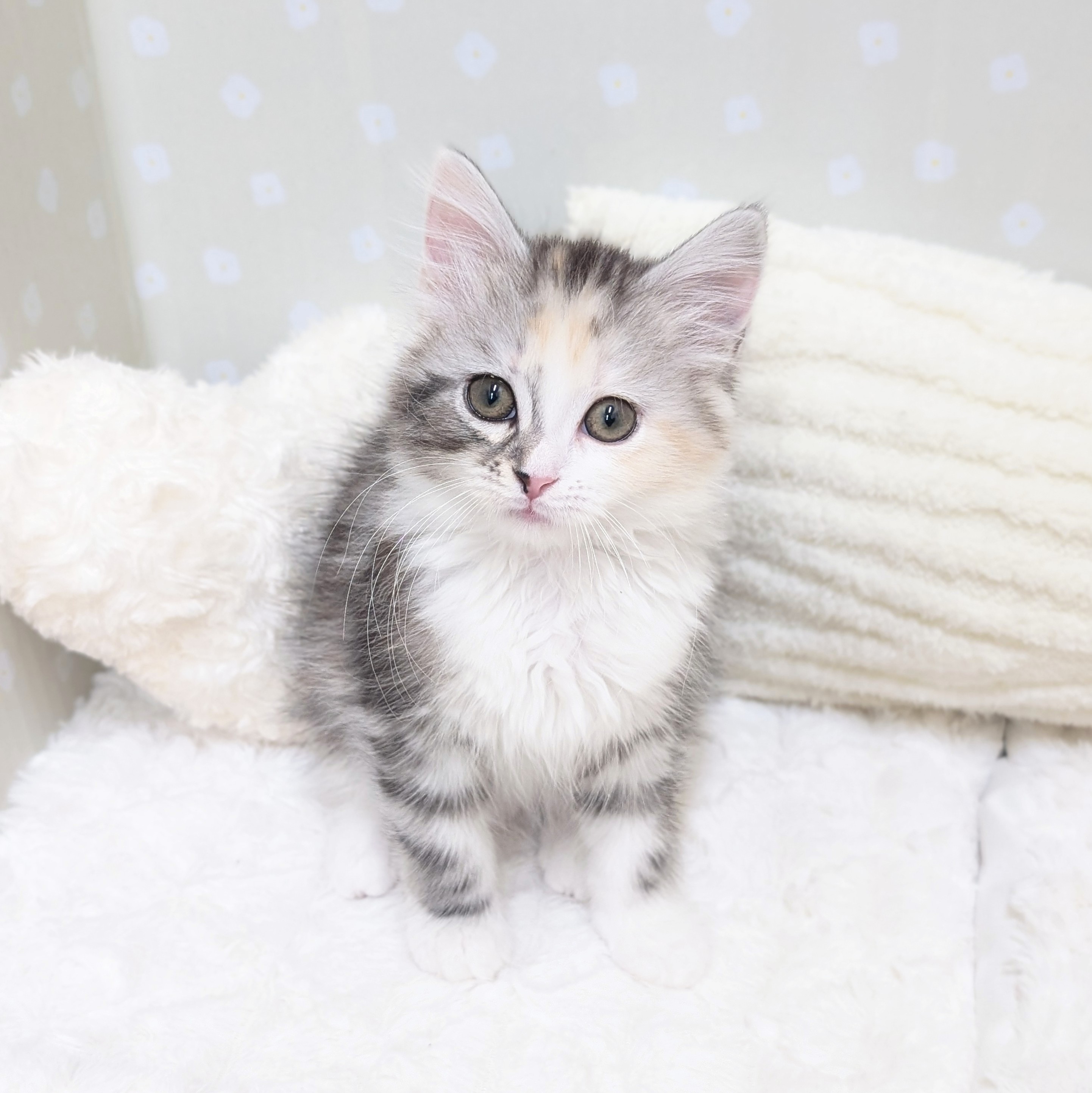 愛知県のスコティッシュフォールド (犬の家＆猫の里安城店/2026年3月5日生まれ/女の子/シルバーパッチドタビーホワイト)の子猫の3枚目の画像