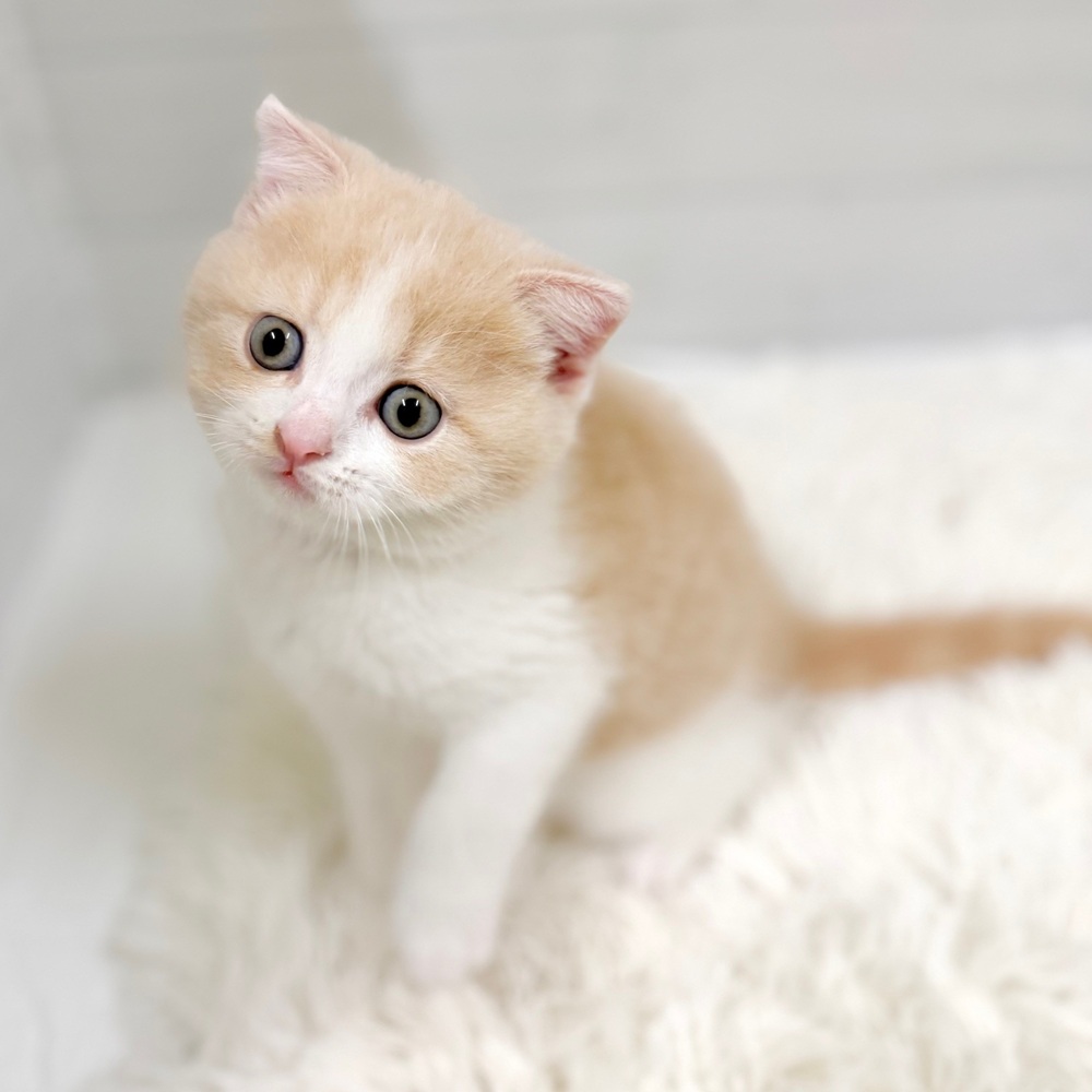 愛知県のスコティッシュフォールド (犬の家＆猫の里豊田店/2026年3月7日生まれ/男の子/クリームタビーホワイト)の子猫の3枚目の画像