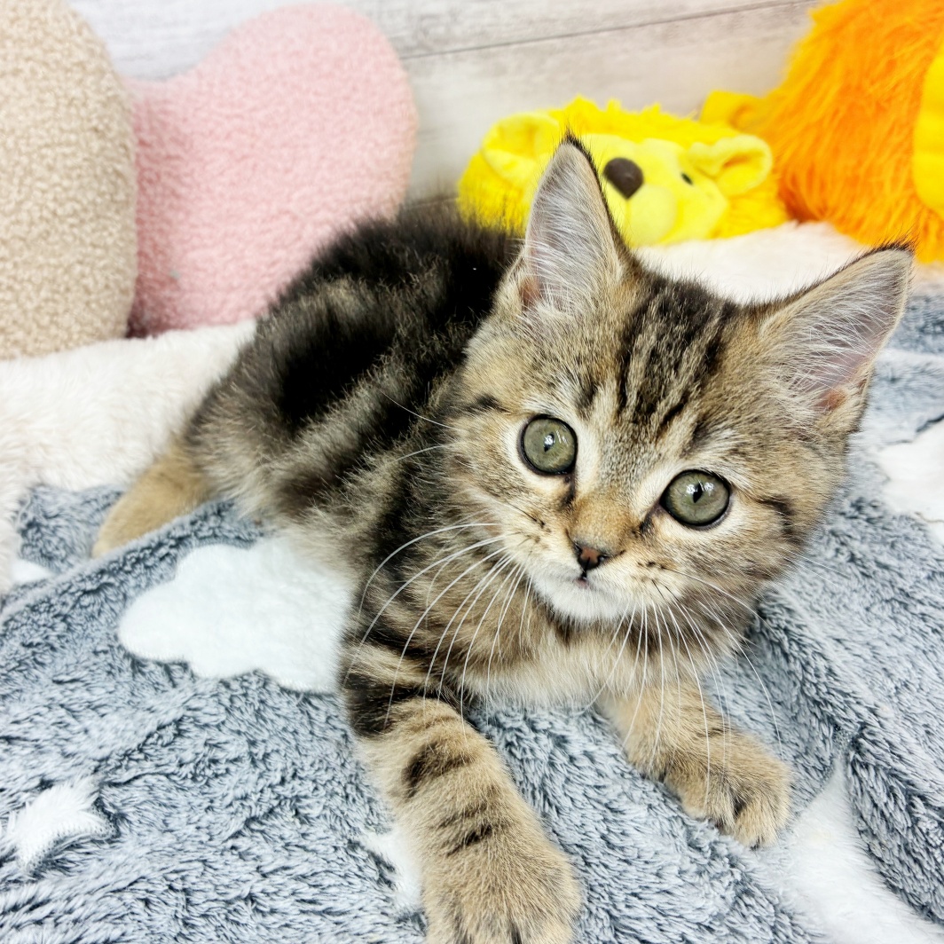 兵庫県のスコティッシュストレート (犬の家＆猫の里川西店/2026年2月12日生まれ/男の子/ブラウンタビー)の子猫の3枚目の画像