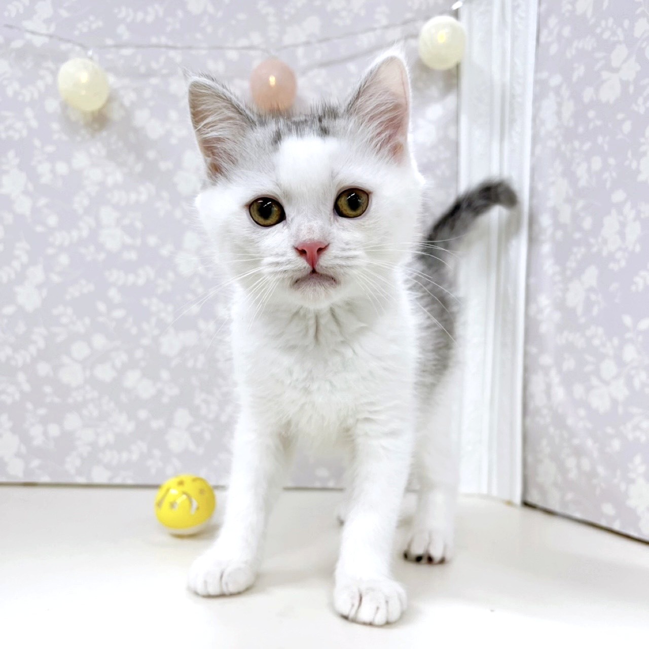 富山県のミヌエット (犬の家＆猫の里アミーゴ高岡蓮花寺店/2026年2月20日生まれ/男の子/シルバータビーホワイト)の子猫の3枚目の画像
