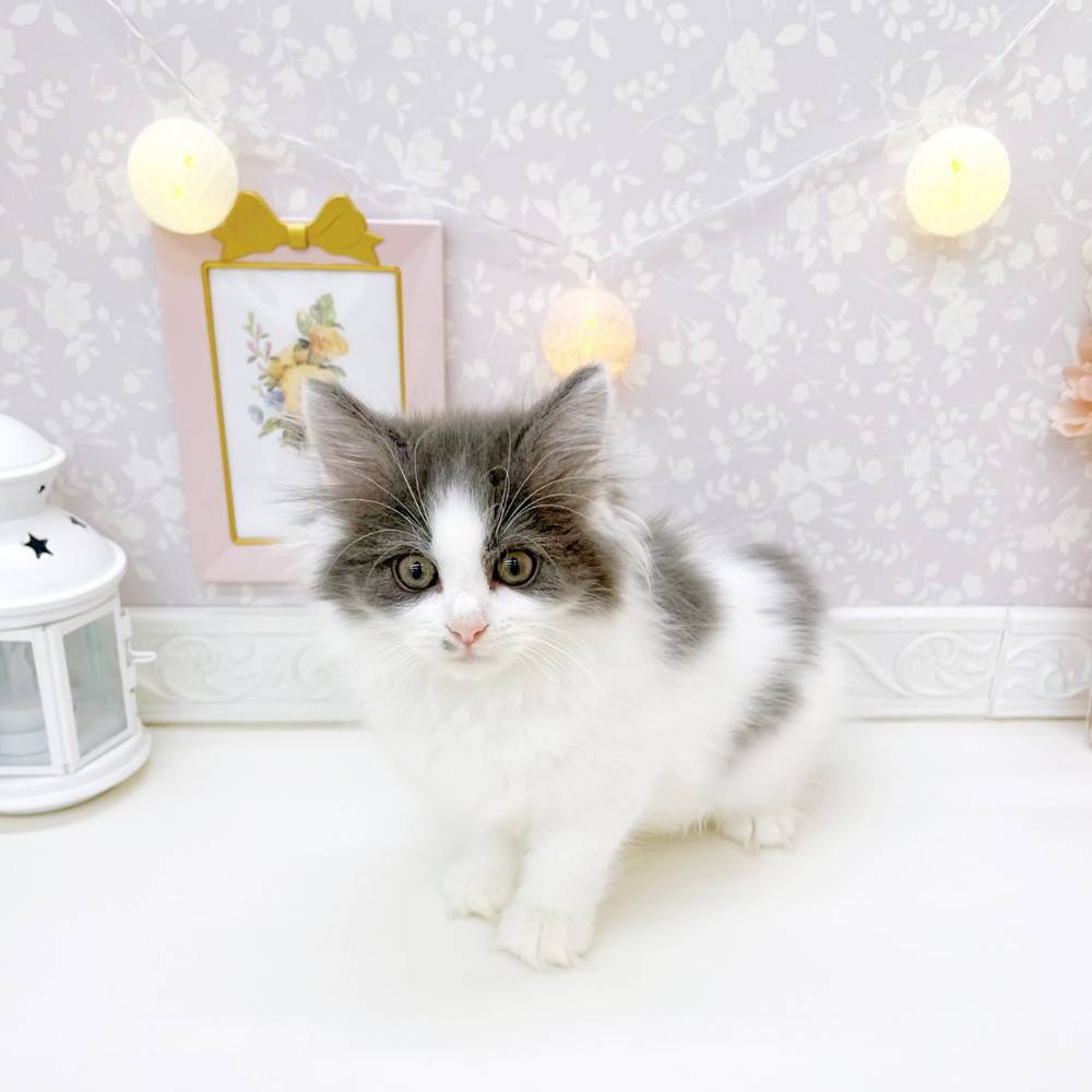 富山県のノルウェージャンフォレストキャット (犬の家＆猫の里富山店/2026年3月2日生まれ/女の子/ブルーホワイト)の子猫の3枚目の画像