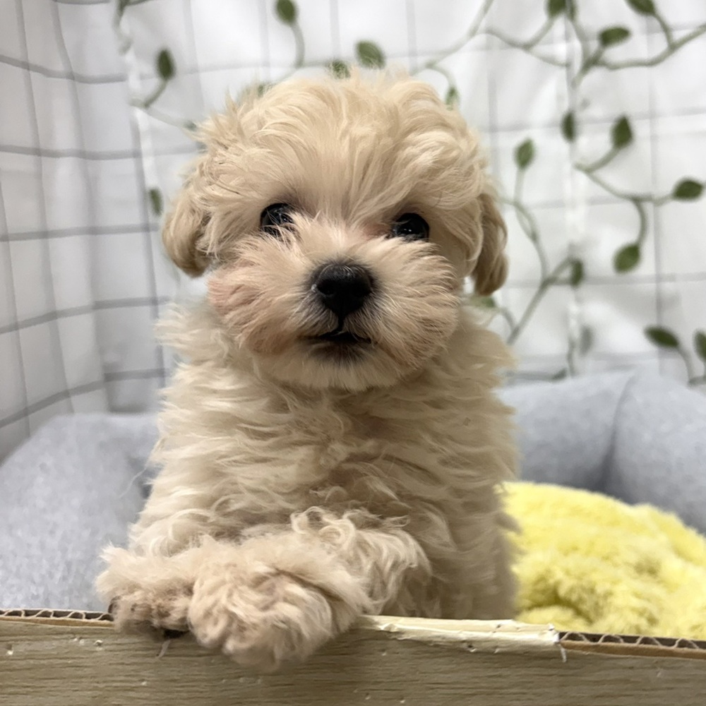 長野県のマルプー(マルチーズ×プードル) (犬の家＆猫の里塩尻店/2026年3月6日生まれ/男の子/クリームホワイト)の子犬の3枚目の画像