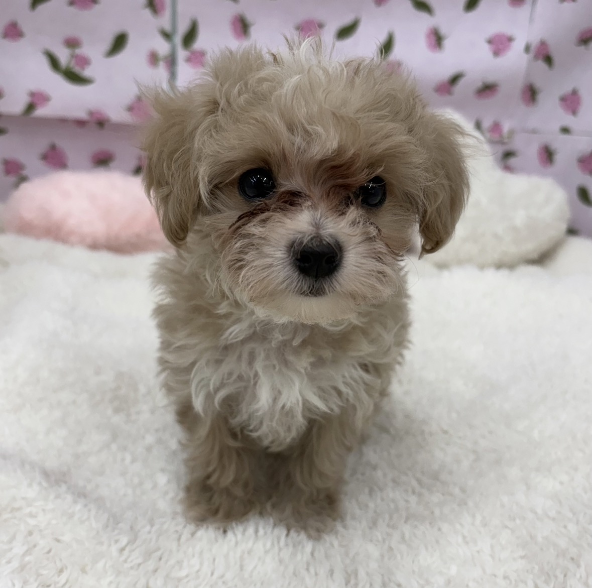 愛知県のマルプー(マルチーズ×プードル) (犬の家＆猫の里エアポートウォーク店/2026年3月5日生まれ/男の子/クリームホワイト)の子犬の3枚目の画像