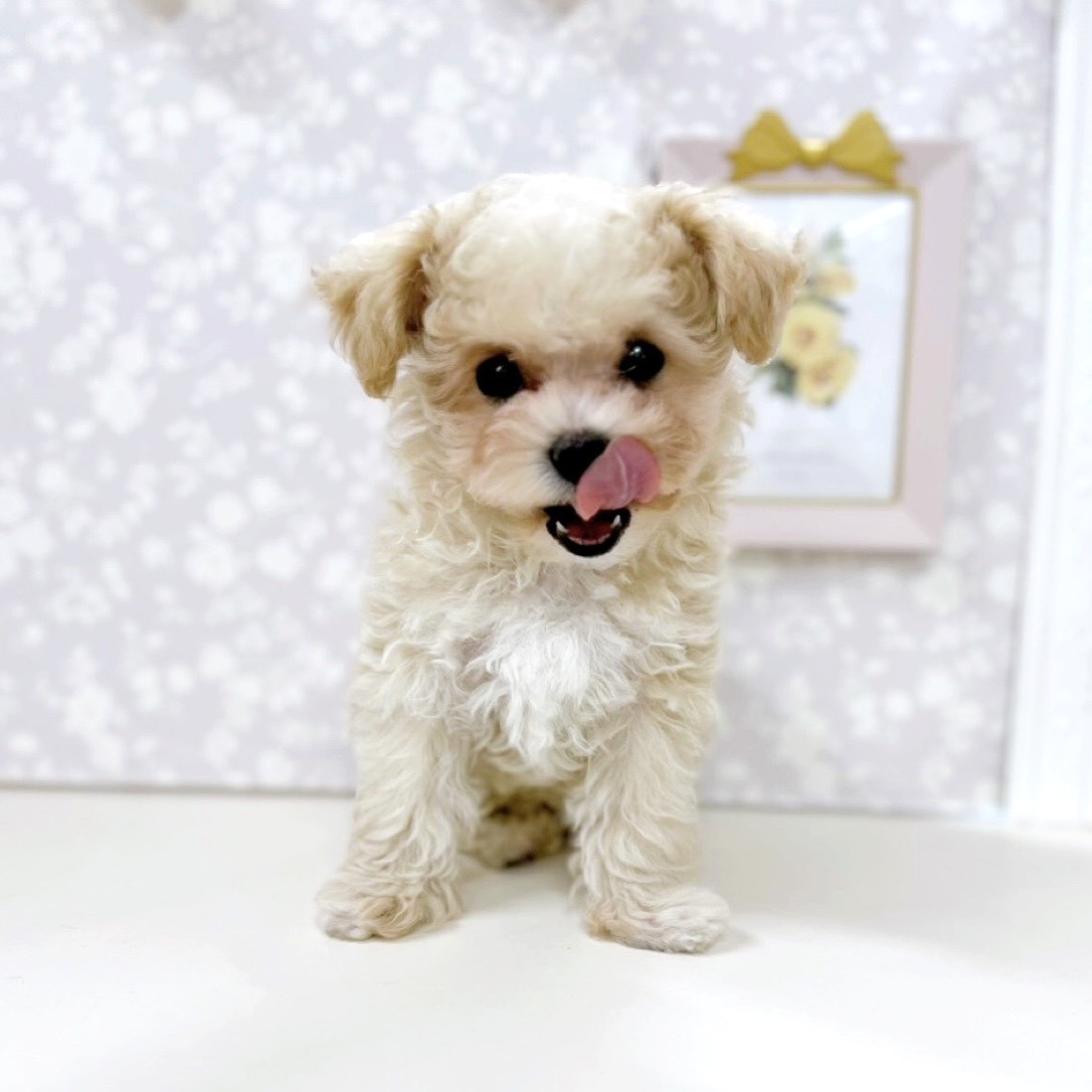 富山県のマルプー(マルチーズ×プードル) (犬の家＆猫の里アミーゴ高岡蓮花寺店/2026年3月5日生まれ/女の子/クリームホワイト)の子犬の3枚目の画像
