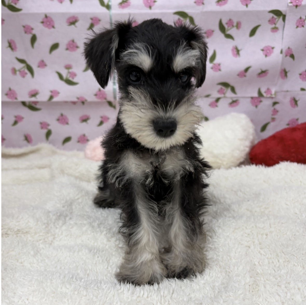 愛知県のミニチュアシュナウザー (犬の家＆猫の里エアポートウォーク店/2026年3月5日生まれ/女の子/ブラックシルバー)の子犬の3枚目の画像