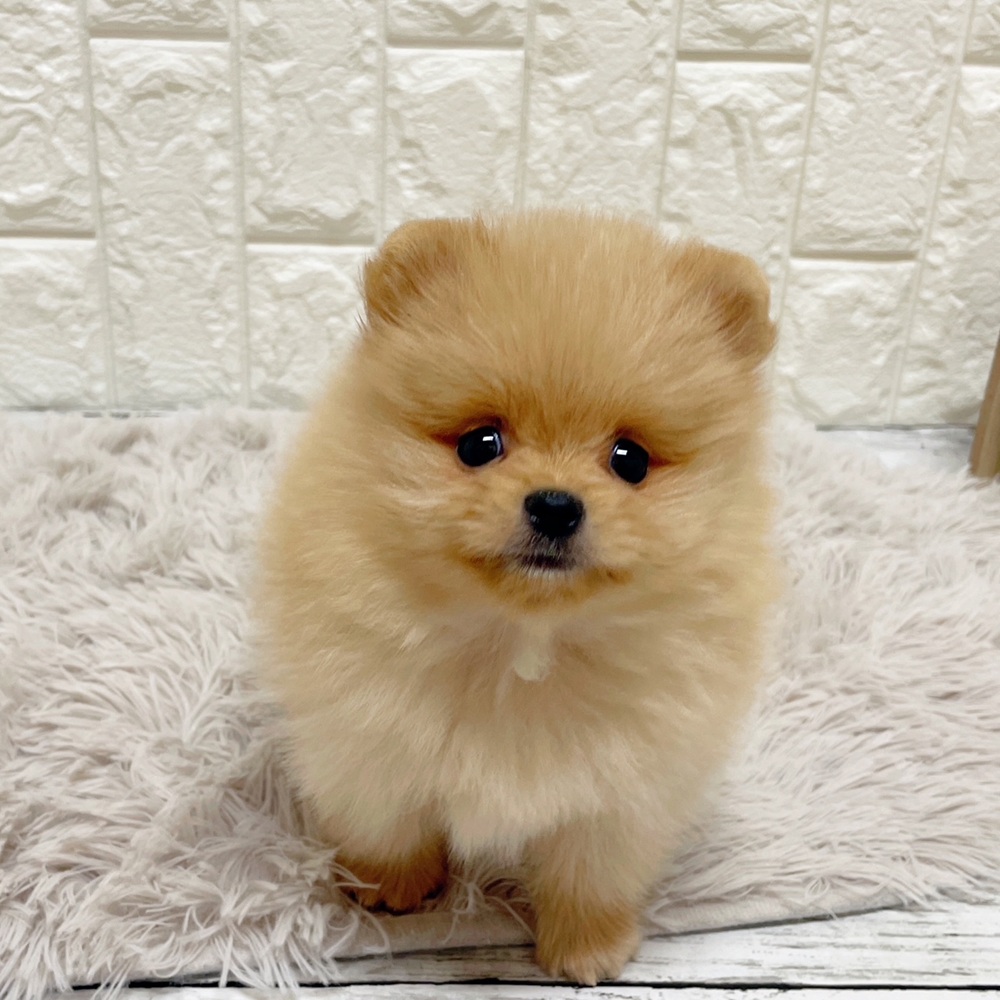 岡山県のポメラニアン (犬の家＆猫の里岡山店/2026年2月28日生まれ/男の子/クリーム)の子犬の3枚目の画像