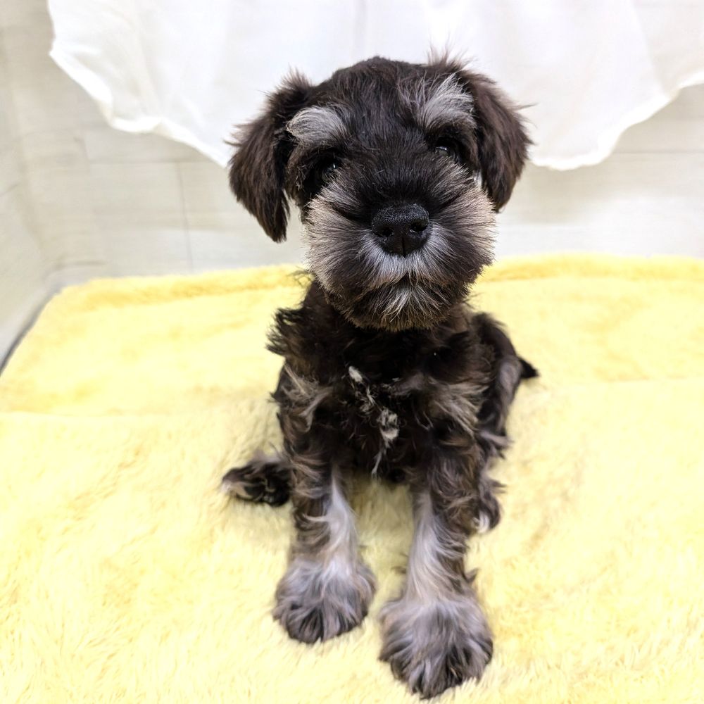 愛知県のミニチュアシュナウザー (犬の家＆猫の里碧南店/2026年3月5日生まれ/男の子/ソルトペッパー)の子犬の3枚目の画像