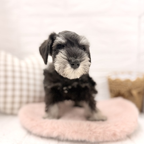 愛知県のミニチュアシュナウザー (犬の家＆猫の里豊川インター店/2026年3月5日生まれ/女の子/ブラックシルバー)の子犬の3枚目の画像