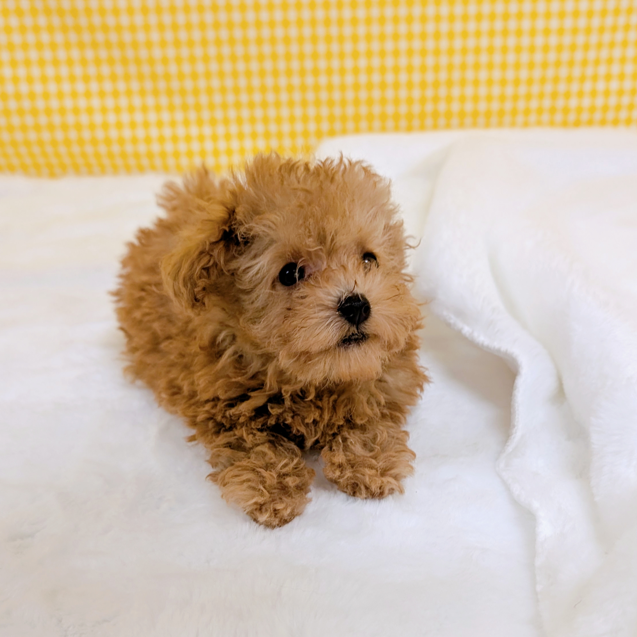 愛知県のトイプードル(タイニー) (犬の家＆猫の里一宮店/2026年3月7日生まれ/女の子/オレンジフォーン)の子犬の3枚目の画像