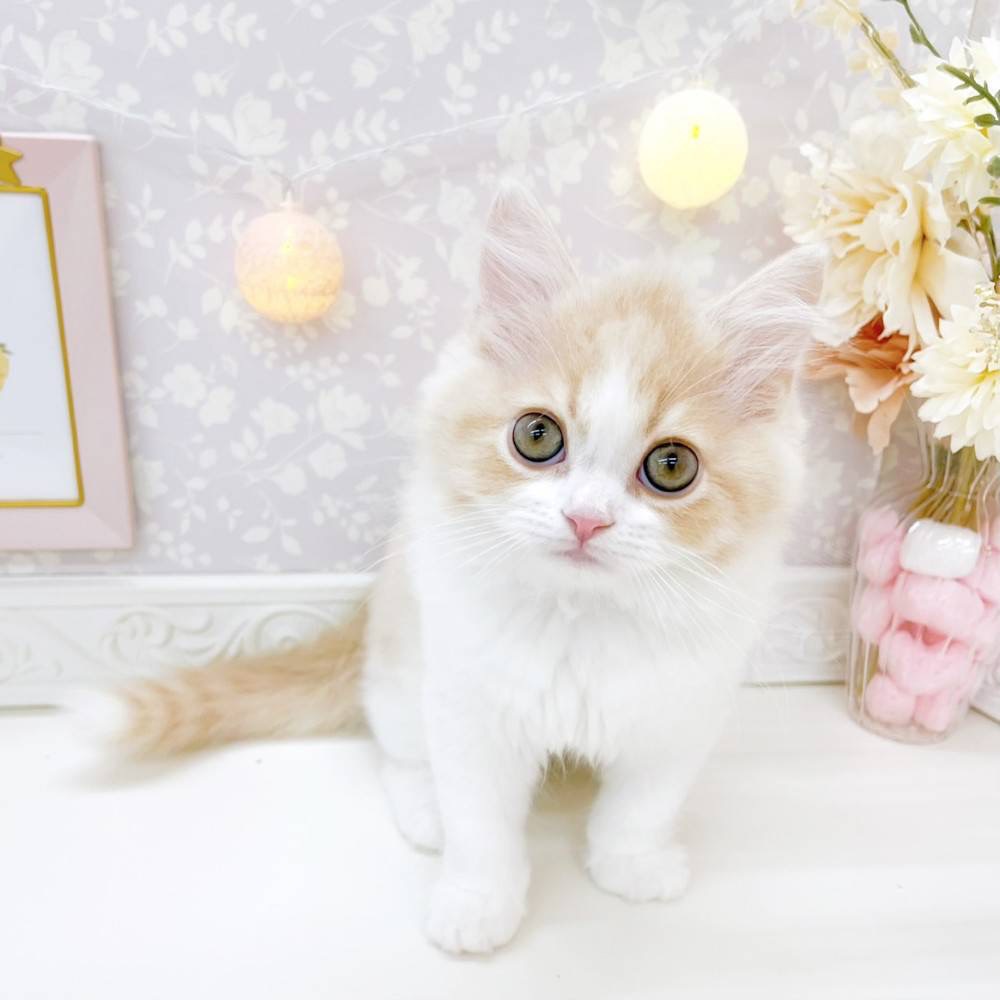 富山県のスコティッシュストレート (犬の家＆猫の里富山店/2026年3月7日生まれ/男の子/クリームタビーホワイト)の子猫の3枚目の画像